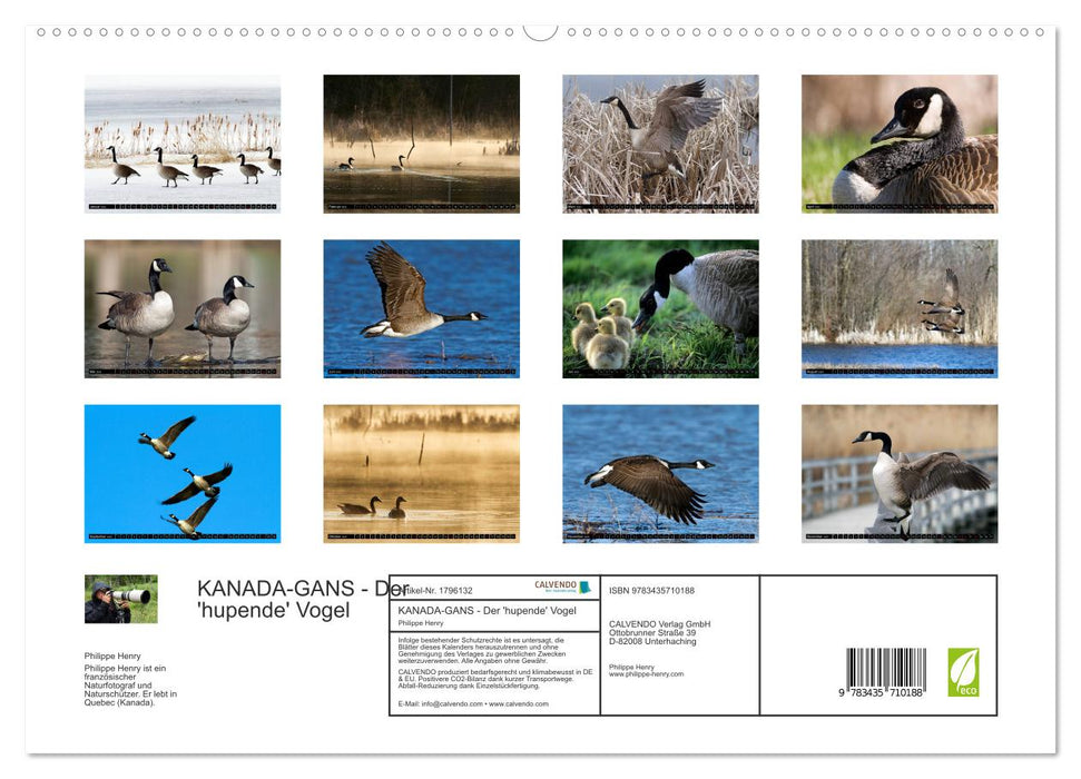 KANADA-GANS - Der 'hupende' Vogel (CALVENDO Premium Wandkalender 2025)