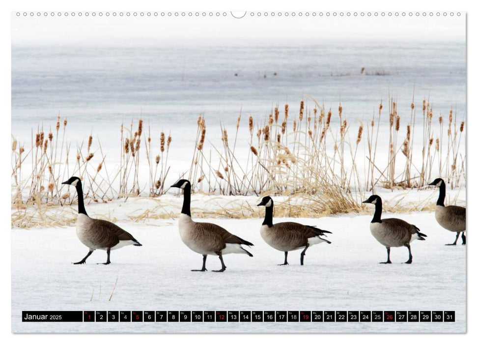 KANADA-GANS - Der 'hupende' Vogel (CALVENDO Premium Wandkalender 2025)