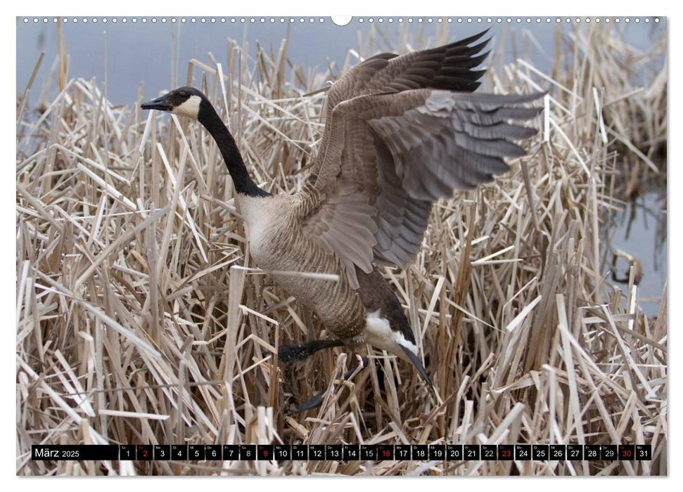 KANADA-GANS - Der 'hupende' Vogel (CALVENDO Premium Wandkalender 2025)