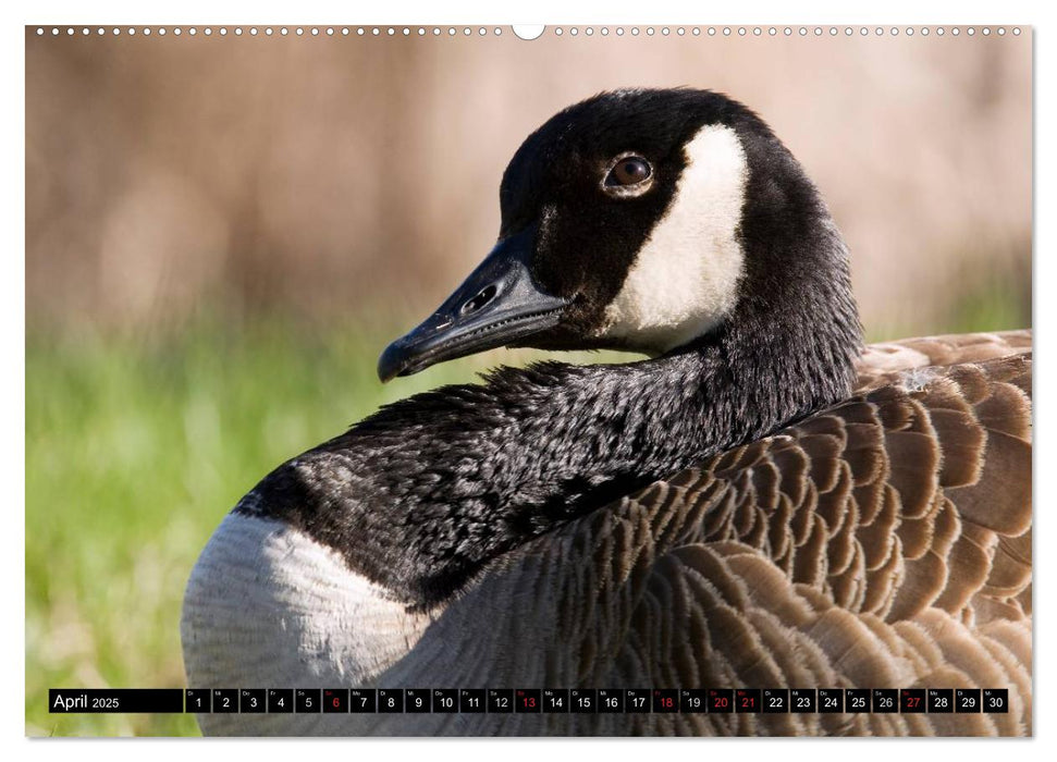 KANADA-GANS - Der 'hupende' Vogel (CALVENDO Premium Wandkalender 2025)