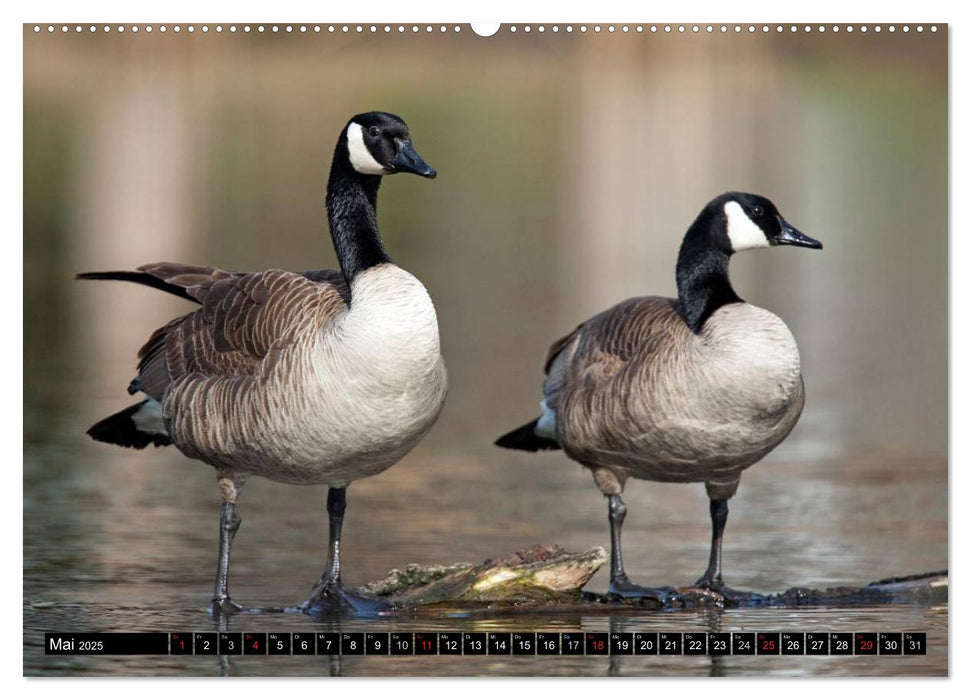 KANADA-GANS - Der 'hupende' Vogel (CALVENDO Premium Wandkalender 2025)