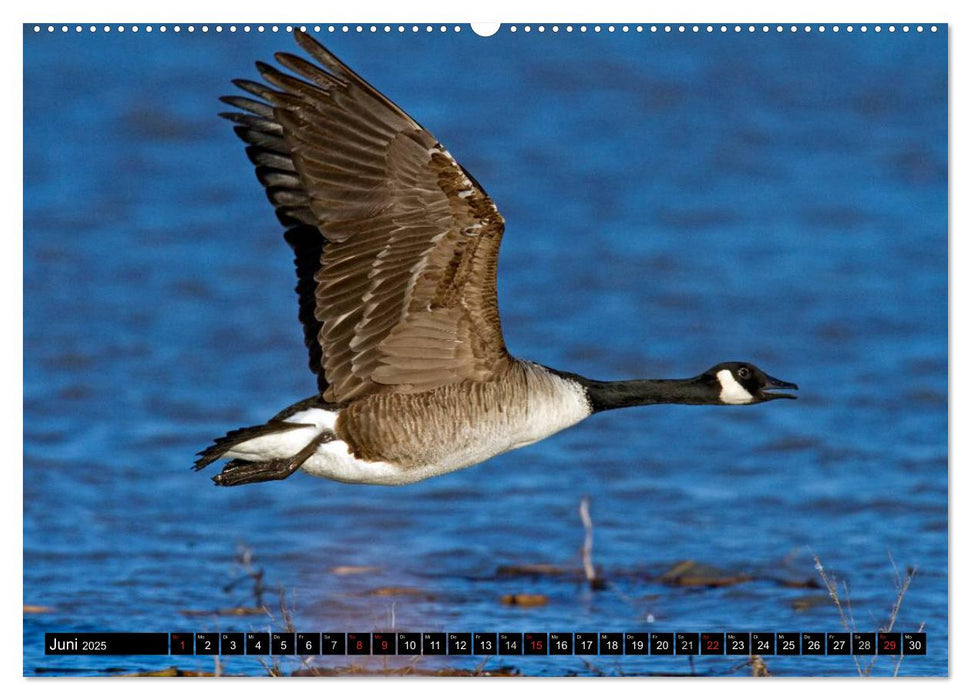 KANADA-GANS - Der 'hupende' Vogel (CALVENDO Premium Wandkalender 2025)