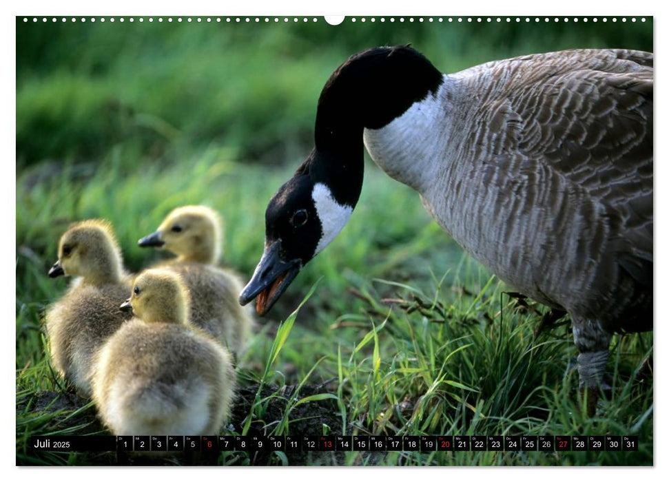 KANADA-GANS - Der 'hupende' Vogel (CALVENDO Premium Wandkalender 2025)