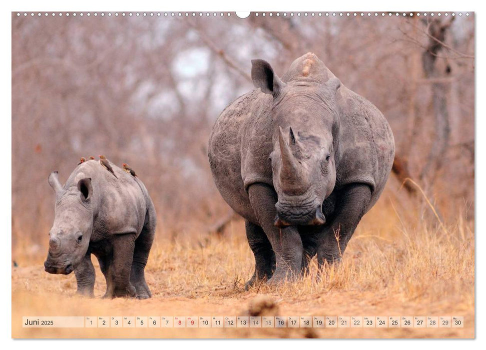 Afrikas Tierwelt Christian Heeb (CALVENDO Wandkalender 2025)