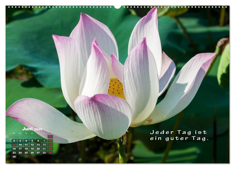 BUDDHAS WEISHEITEN - Balsam für die Seele (CALVENDO Wandkalender 2025)