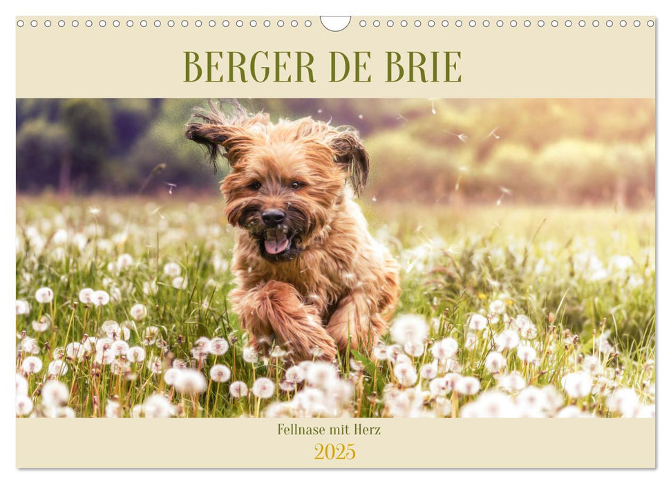 Berger de Brie - Fellnase mit Herz (CALVENDO Wandkalender 2025)