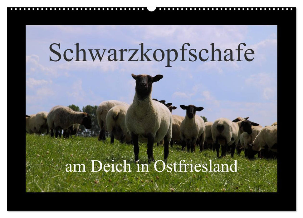 Schwarzkopfschafe am Deich in Ostfriesland (CALVENDO Wandkalender 2025)