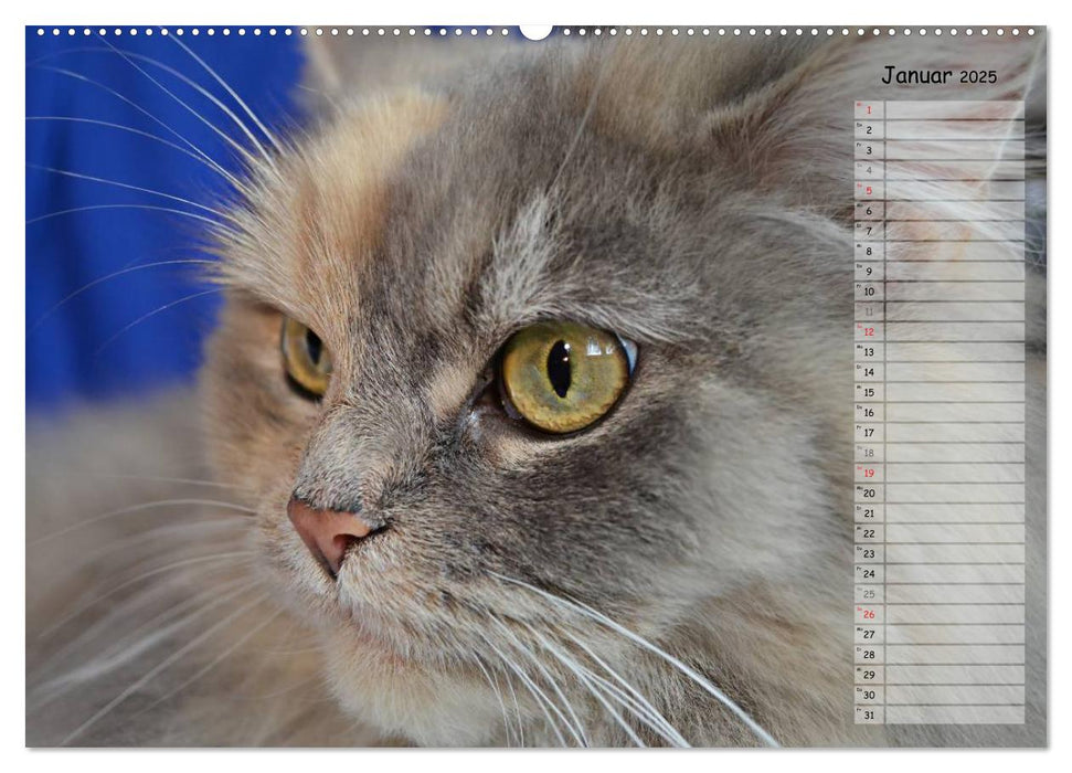 Katzen im Porträt / Geburtstagskalender (CALVENDO Premium Wandkalender 2025)