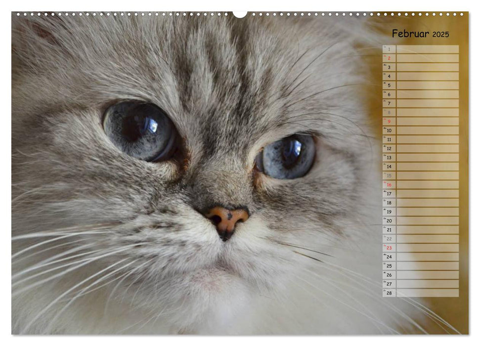 Katzen im Porträt / Geburtstagskalender (CALVENDO Premium Wandkalender 2025)