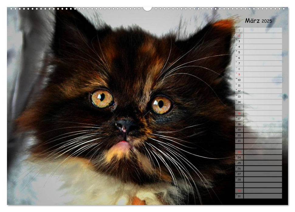 Katzen im Porträt / Geburtstagskalender (CALVENDO Premium Wandkalender 2025)