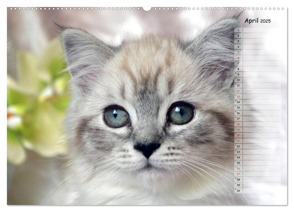 Katzen im Porträt / Geburtstagskalender (CALVENDO Premium Wandkalender 2025)