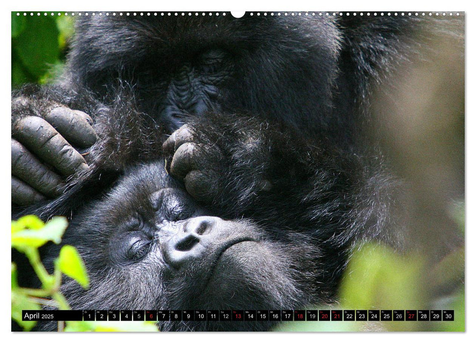 Berggorillas - die sanften Riesen (CALVENDO Premium Wandkalender 2025)