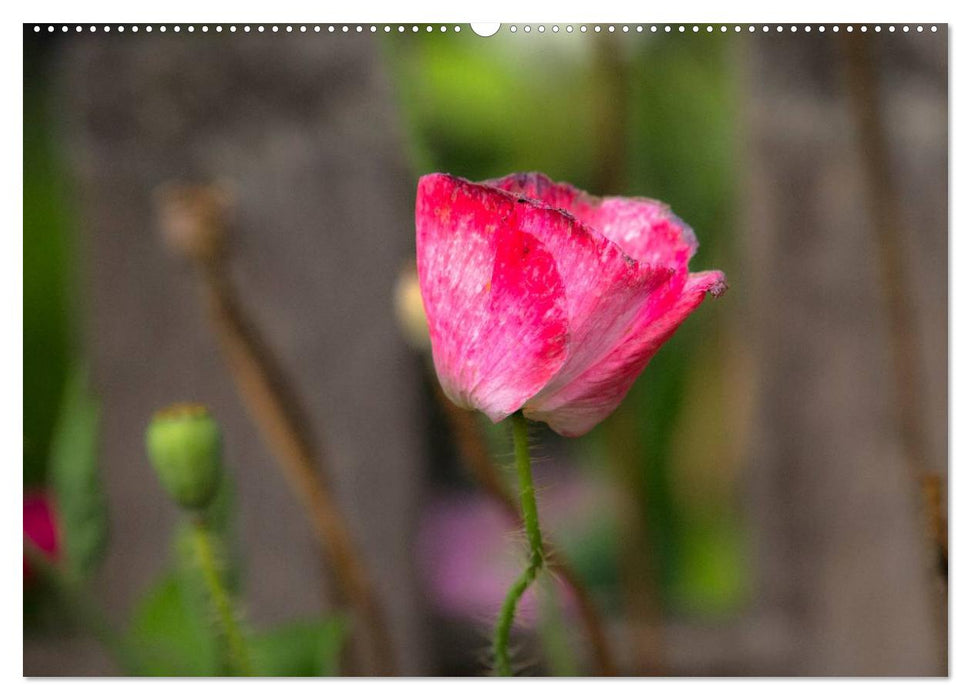 Mohn (CALVENDO Premium Wandkalender 2025)