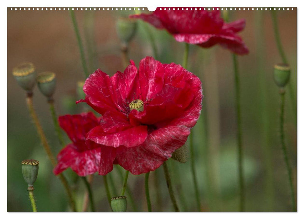 Mohn (CALVENDO Premium Wandkalender 2025)