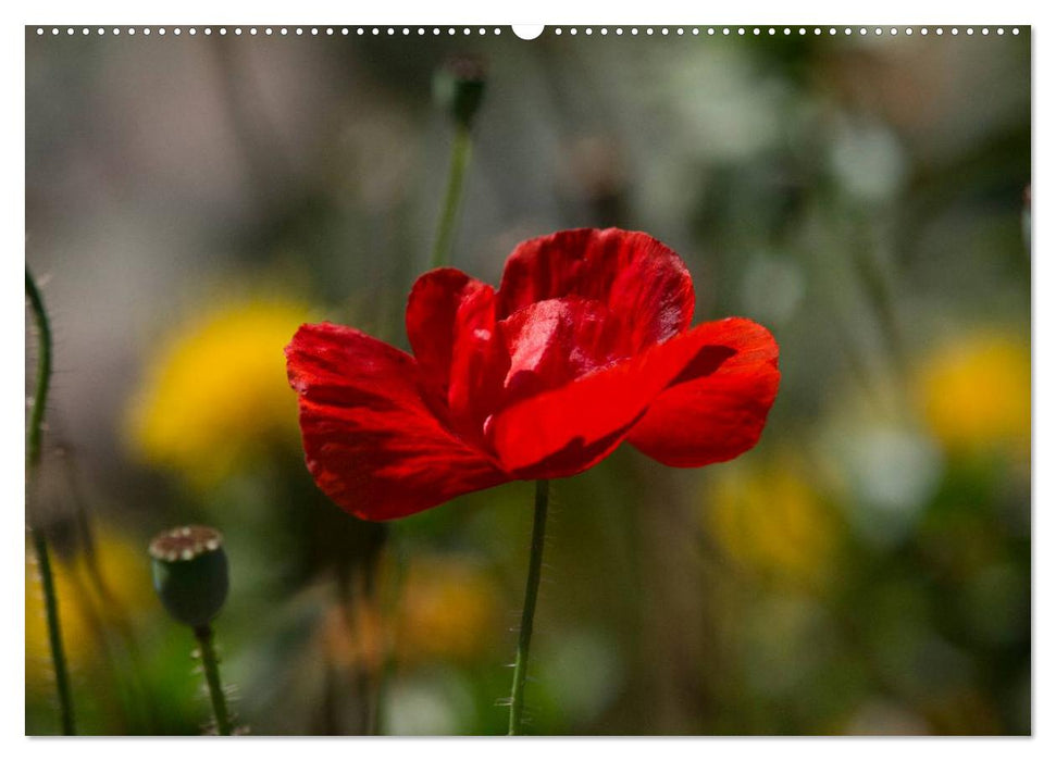 Mohn (CALVENDO Premium Wandkalender 2025)