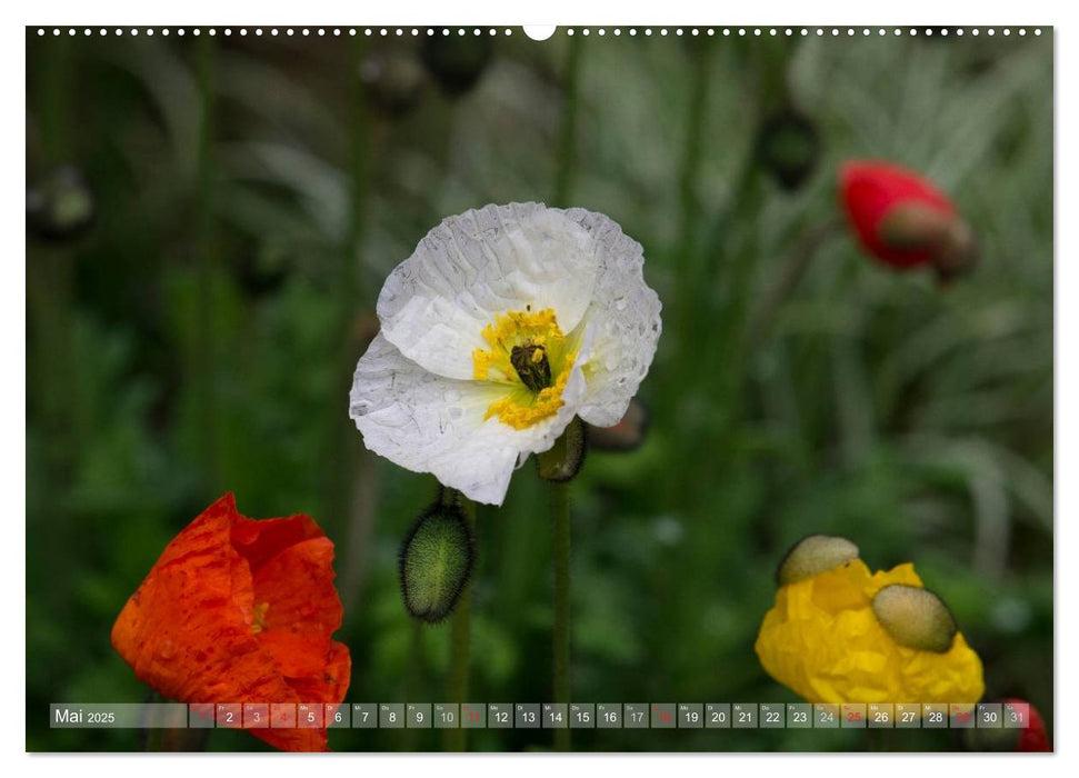 Mohn (CALVENDO Premium Wandkalender 2025)