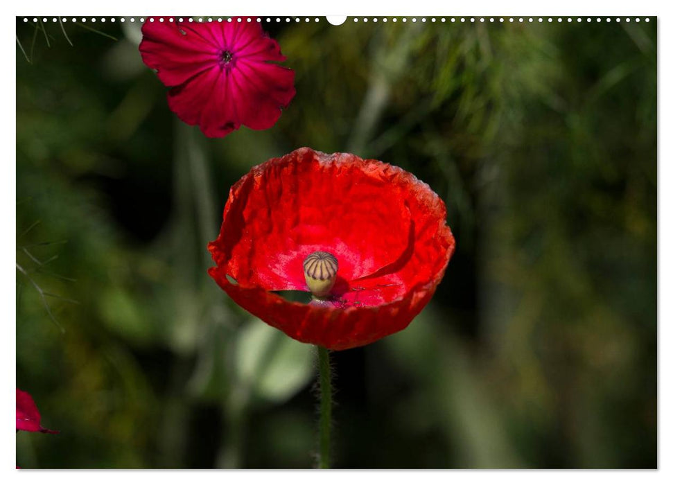 Mohn (CALVENDO Premium Wandkalender 2025)