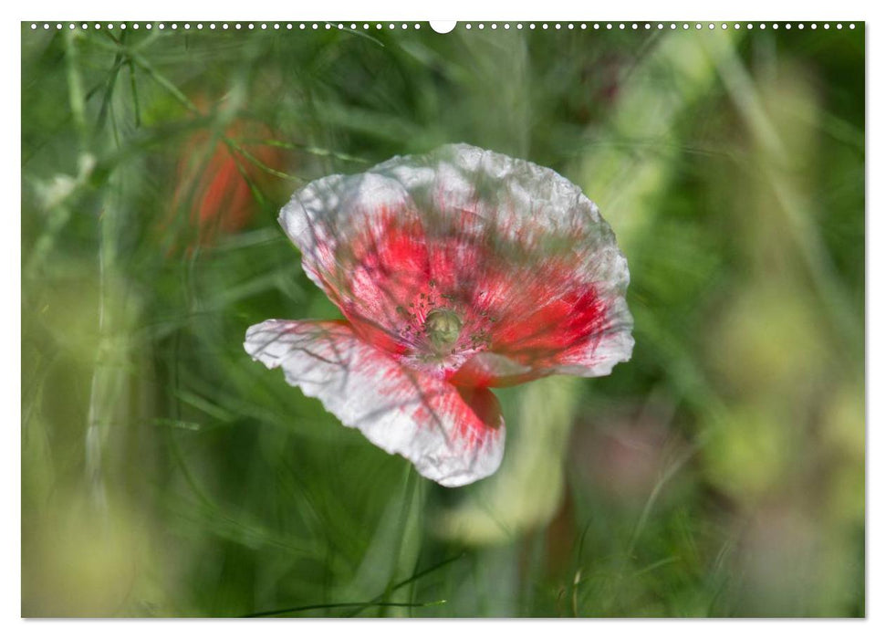 Mohn (CALVENDO Premium Wandkalender 2025)