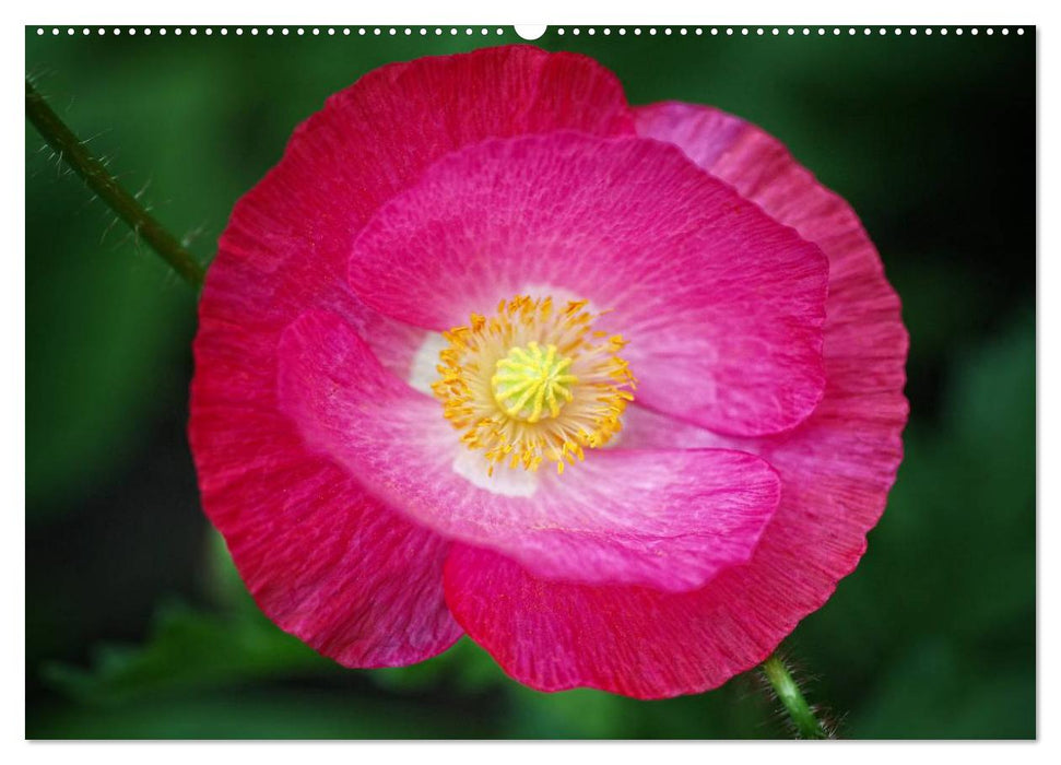 Mohn Tage (CALVENDO Premium Wandkalender 2025)