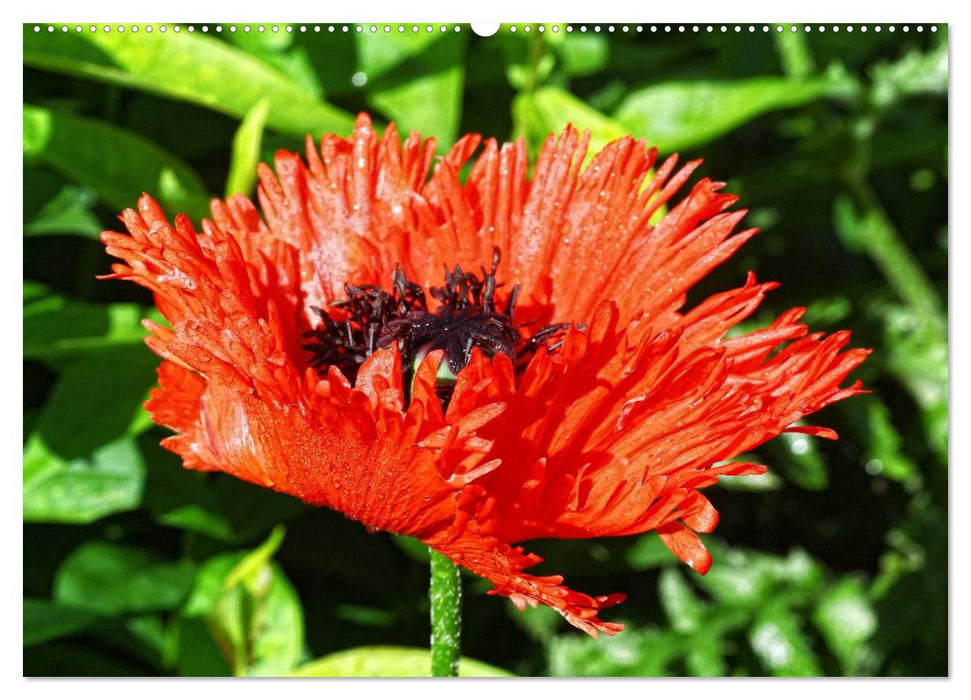 Mohn Tage (CALVENDO Premium Wandkalender 2025)