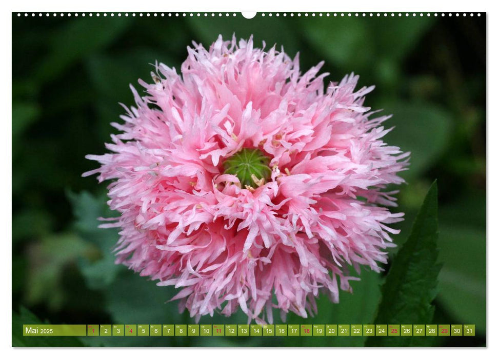 Mohn Tage (CALVENDO Premium Wandkalender 2025)