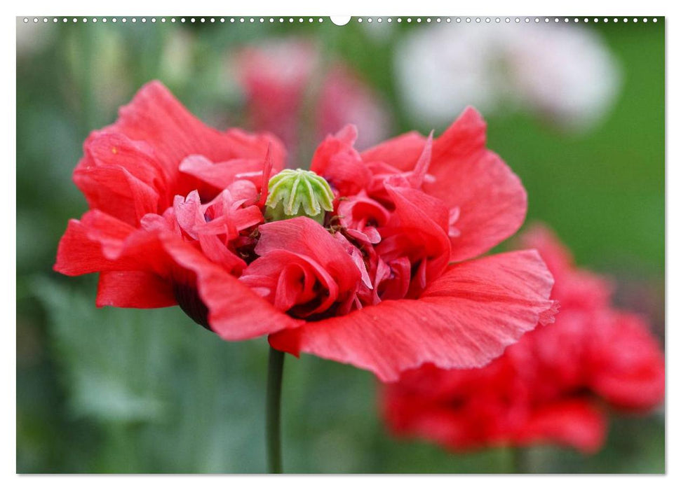 Mohn Tage (CALVENDO Premium Wandkalender 2025)