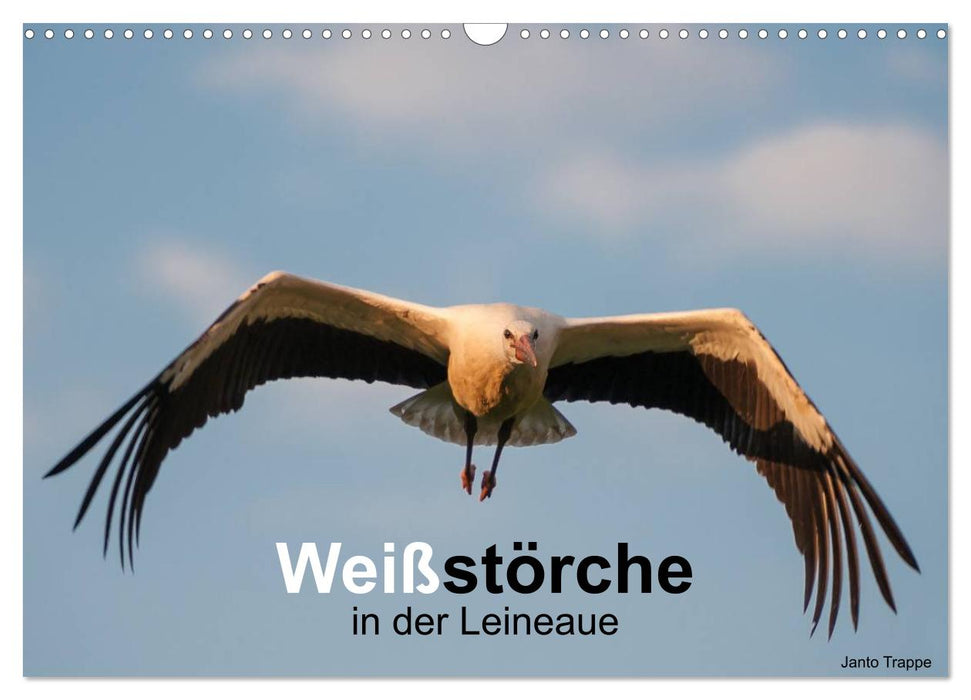 Weißstörche in der Leineaue (CALVENDO Wandkalender 2025)