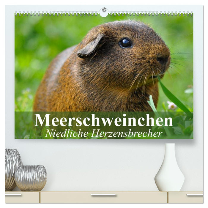 Meerschweinchen Niedliche Herzensbrecher (CALVENDO Premium Wandkalender 2025)