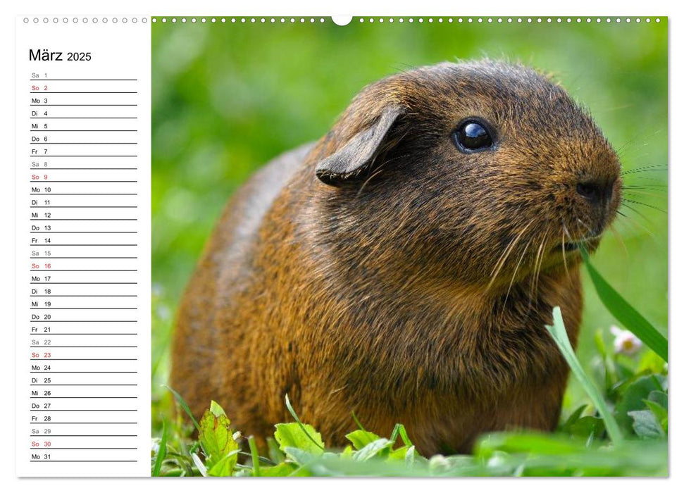 Meerschweinchen Niedliche Herzensbrecher (CALVENDO Premium Wandkalender 2025)