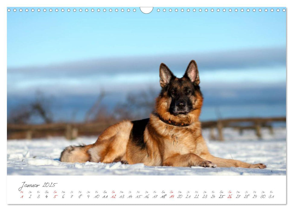 Deutsche Schäferhunde Seelentröster (CALVENDO Wandkalender 2025)