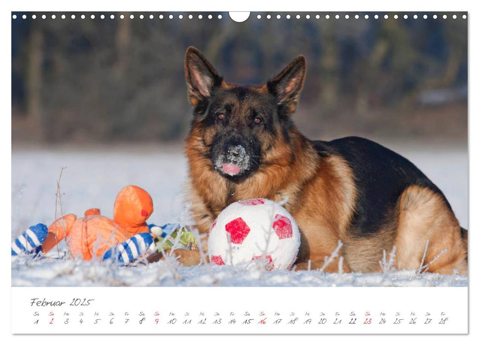 Deutsche Schäferhunde Seelentröster (CALVENDO Wandkalender 2025)