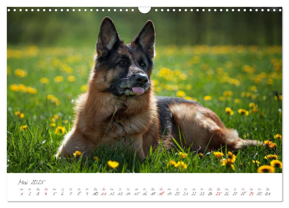 Deutsche Schäferhunde Seelentröster (CALVENDO Wandkalender 2025)