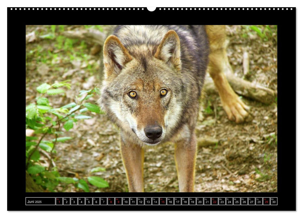 Wildtiere (CALVENDO Premium Wandkalender 2025)