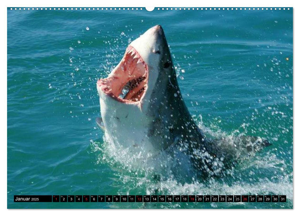 Haie. Erfolgreiche und schnelle Jäger (CALVENDO Premium Wandkalender 2025)