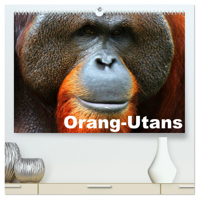 Orang-Utans (CALVENDO Premium Wandkalender 2025)