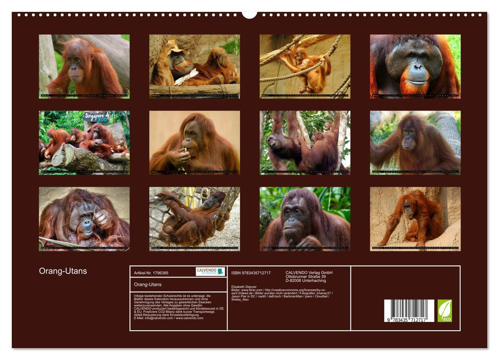 Orang-Utans (CALVENDO Premium Wandkalender 2025)