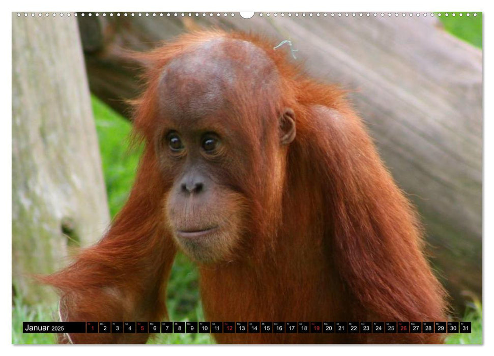 Orang-Utans (CALVENDO Premium Wandkalender 2025)