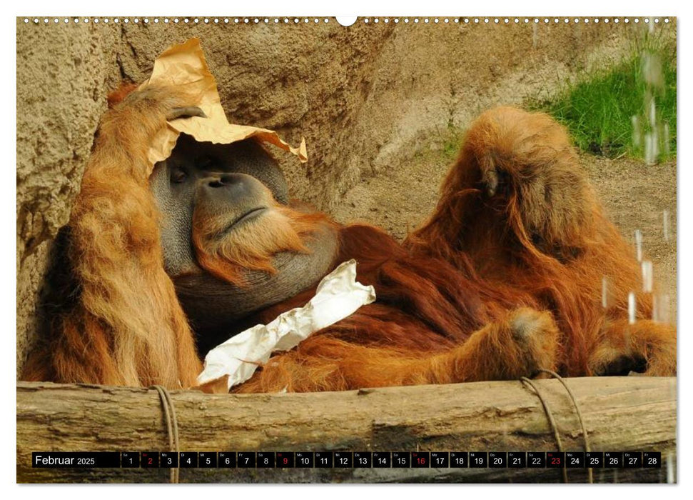 Orang-Utans (CALVENDO Premium Wandkalender 2025)