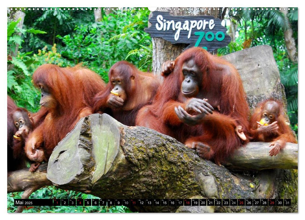 Orang-Utans (CALVENDO Premium Wandkalender 2025)