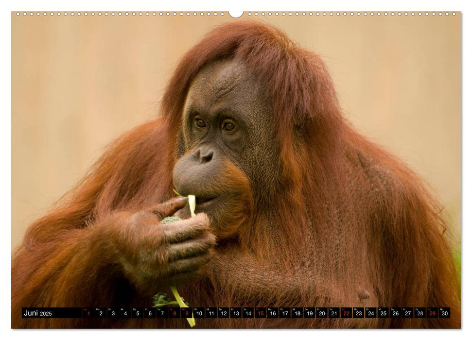 Orang-Utans (CALVENDO Premium Wandkalender 2025)