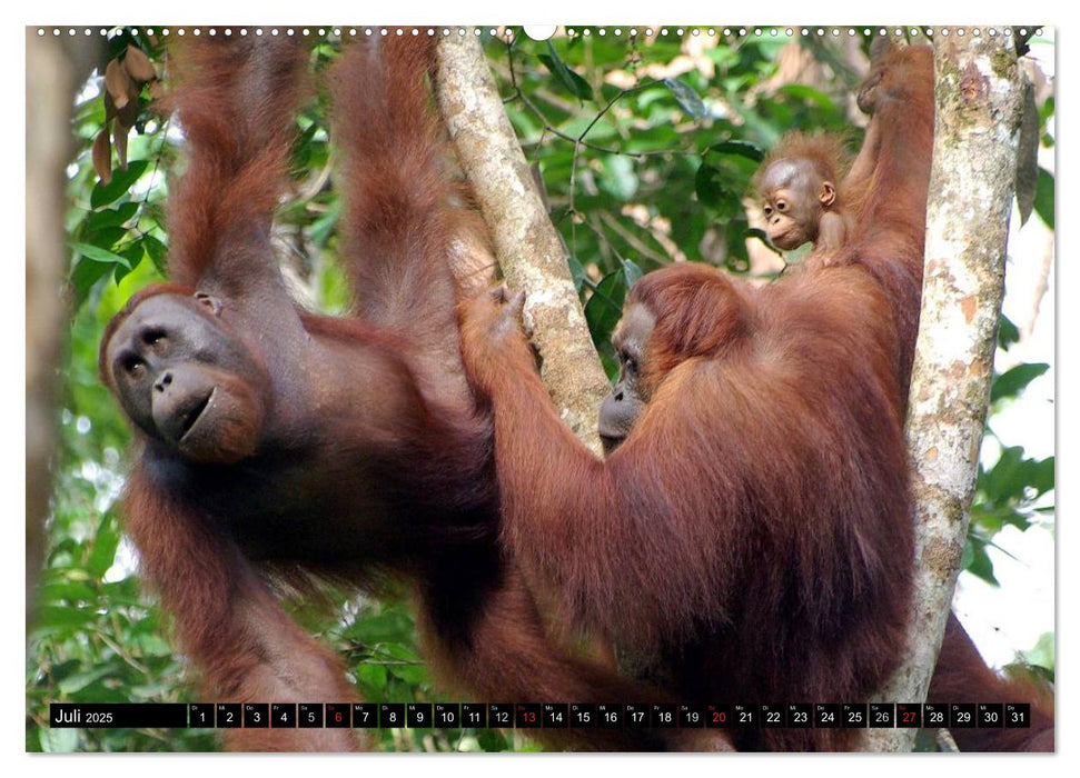 Orang-Utans (CALVENDO Premium Wandkalender 2025)