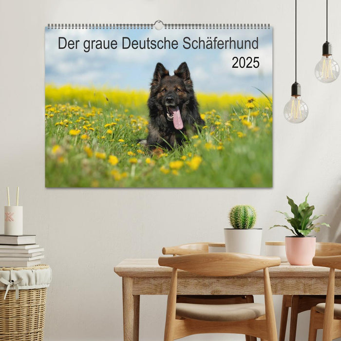 Der graue Deutsche Schäferhund (CALVENDO Wandkalender 2025)