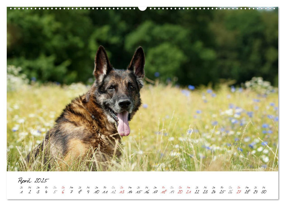 Der graue Deutsche Schäferhund (CALVENDO Wandkalender 2025)