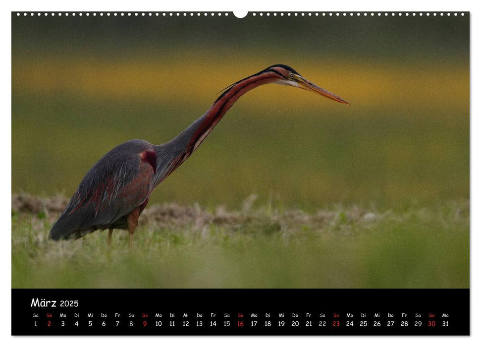 Naturjuwelen - Neusiedler See (CALVENDO Premium Wandkalender 2025)