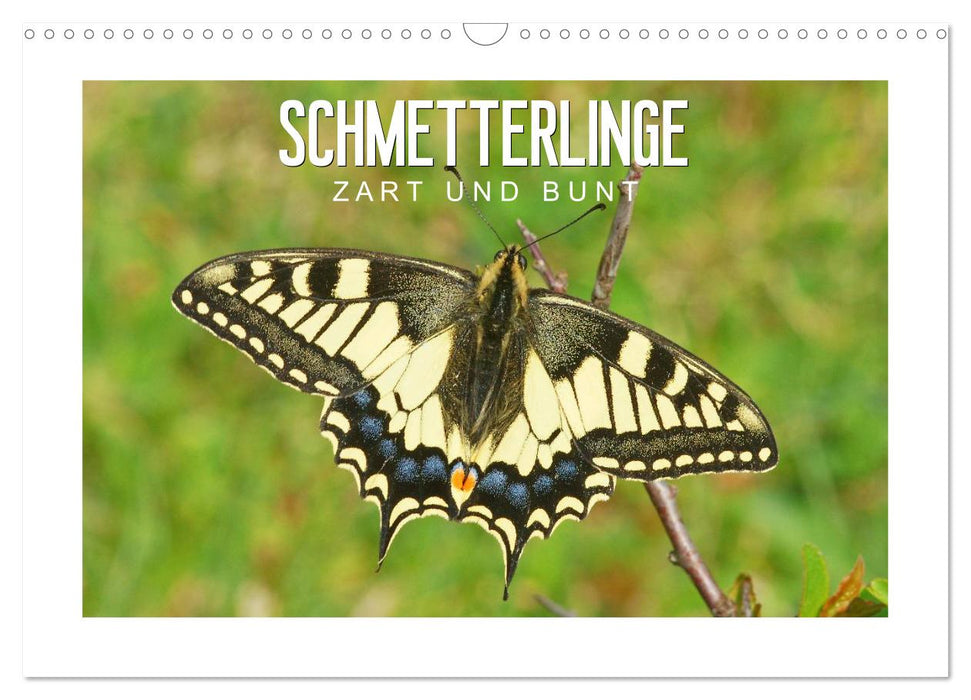 Schmetterlinge: zart und bunt (CALVENDO Wandkalender 2025)
