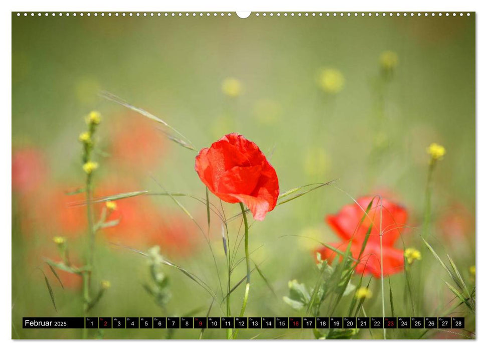 Mohnblumen (CALVENDO Premium Wandkalender 2025)