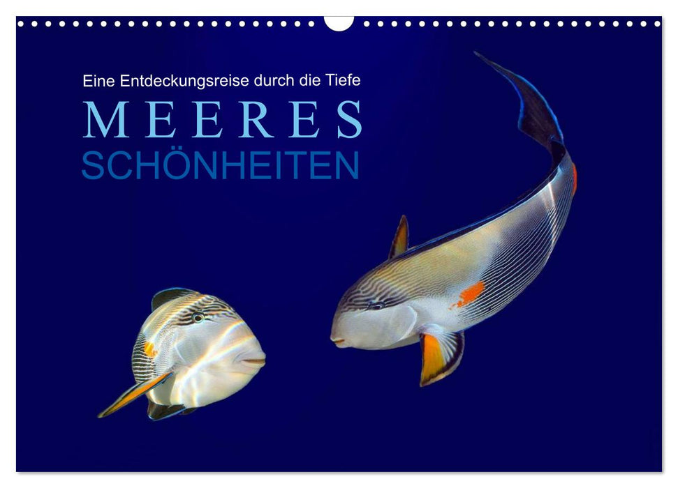 Meeres Schönheiten (CALVENDO Wandkalender 2025)