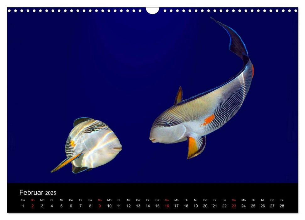 Meeres Schönheiten (CALVENDO Wandkalender 2025)