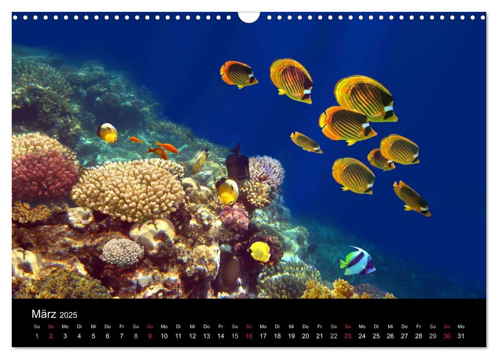 Meeres Schönheiten (CALVENDO Wandkalender 2025)