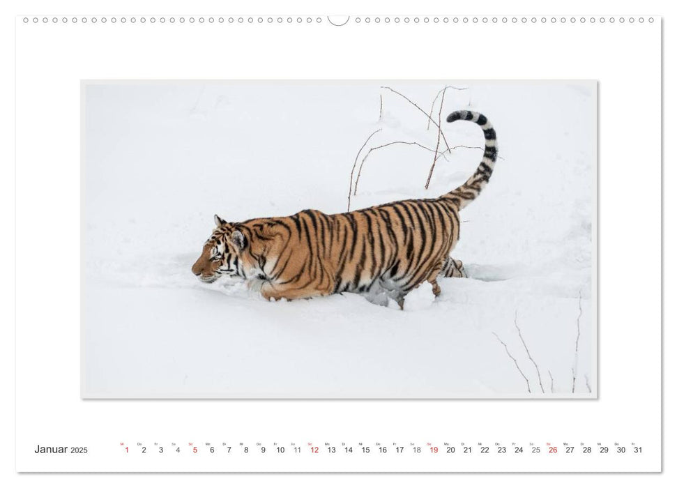 Emotionale Momente: Tiger - Kraft & Schönheit. / CH-Version (CALVENDO Premium Wandkalender 2025)